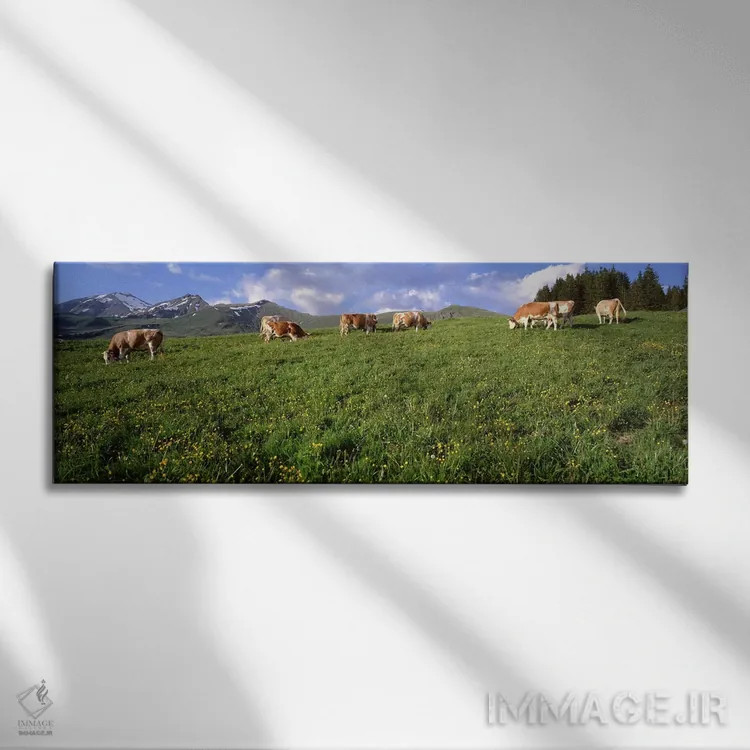 تابلو Cows grazing in the field,سوئیس، گاوها مشغول چرا در دشت اثر پانورامیک ایمجز (استودیو عکاسی عریض) - نمای روبهرو روی دیوار