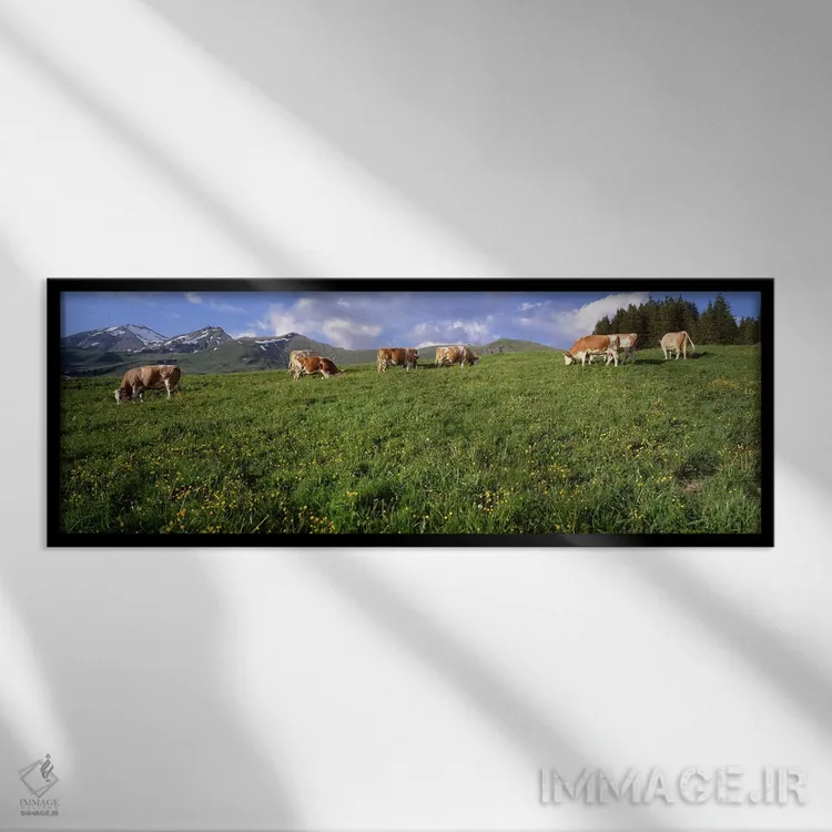تابلو Cows grazing in the field,سوئیس، گاوها مشغول چرا در دشت اثر پانورامیک ایمجز (استودیو عکاسی عریض) - نمای قابدار مشکی