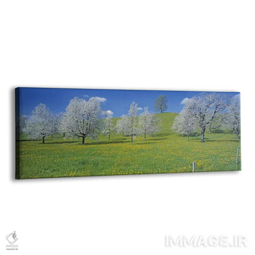 تابلو Zug, Switzerland,درختان گیلاس شکوفهزده، زوگ، سوئیس اثر پانورامیک ایمجز (استودیو عکاسی عریض) - نمای پرسپکتیو محصول