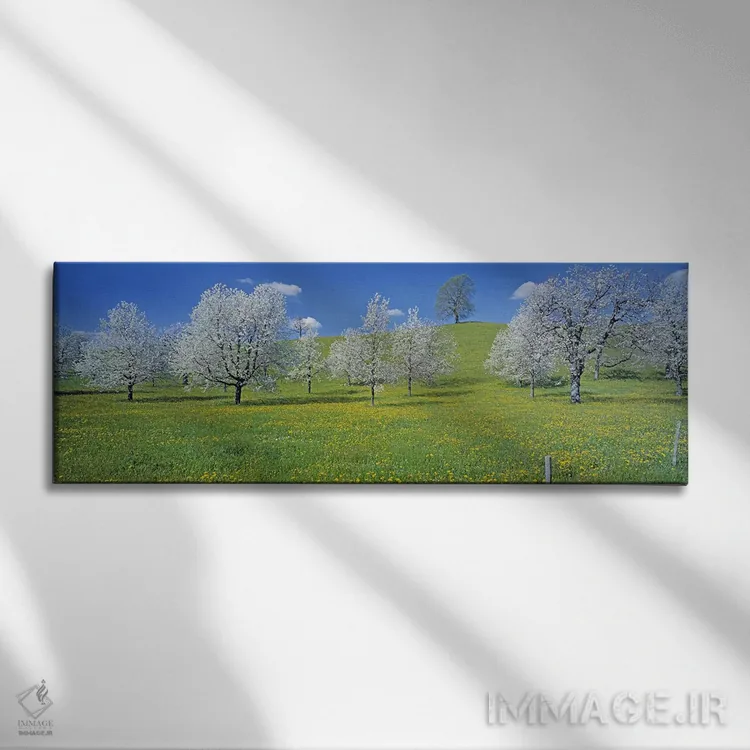 تابلو Zug, Switzerland,درختان گیلاس شکوفهزده، زوگ، سوئیس اثر پانورامیک ایمجز (استودیو عکاسی عریض) - نمای روبهرو روی دیوار