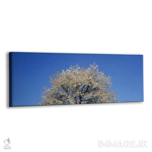 تابلو Switzerland,شکوفههای گیلاس، سوئیس اثر پانورامیک ایمجز (استودیو عکاسی عریض) - نمای پرسپکتیو محصول