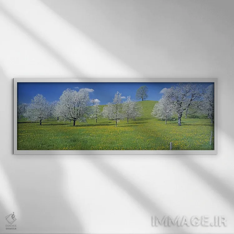تابلو Zug, Switzerland,درختان گیلاس شکوفهزده، زوگ، سوئیس اثر پانورامیک ایمجز (استودیو عکاسی عریض) - نمای قابدار سفید