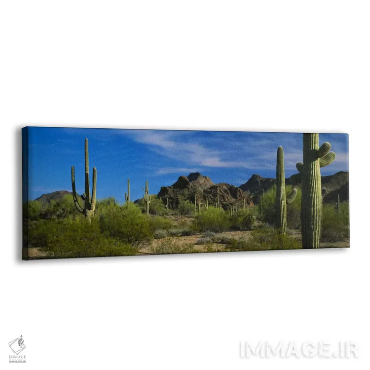 تابلو Organ Pipe Cactus National Monument, Arizona, USA,چشم‌انداز بیابانی، پارک ملی کاکتوس اریگان پایپ، آریزونا، ایالات متحده آمریکا اثر پانورامیک ایمجز (استودیو عکاسی عریض) - نمای پرسپکتیو محصول