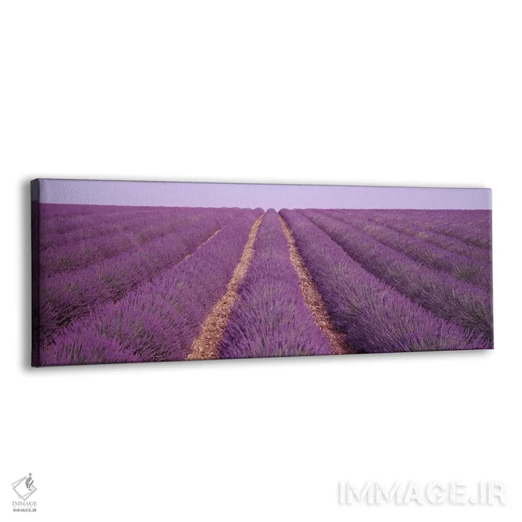 تابلو View of rows of blossoms in a field,فرانسه، نمای ردیف‌های گل در مزرعه اثر پانورامیک ایمجز (استودیو عکاسی عریض) - نمای پرسپکتیو محصول