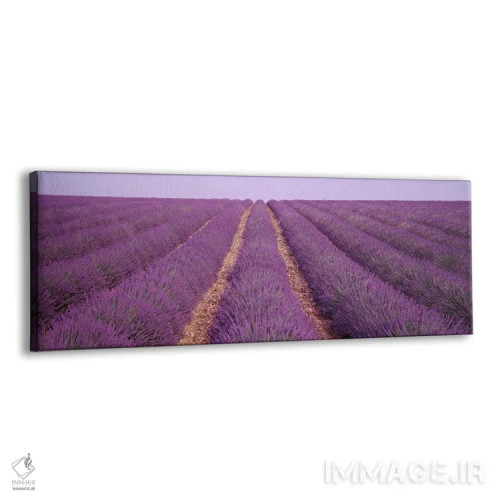 تابلو View of rows of blossoms in a field,فرانسه، نمای ردیفهای گل در مزرعه اثر پانورامیک ایمجز (استودیو عکاسی عریض) - نمای پرسپکتیو محصول