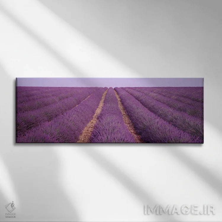 تابلو View of rows of blossoms in a field,فرانسه، نمای ردیفهای گل در مزرعه اثر پانورامیک ایمجز (استودیو عکاسی عریض) - نمای روبهرو روی دیوار