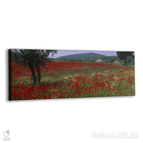 تابلو Turkey,مزرعه شقایقهای قرمز، ترکیه اثر پانورامیک ایمجز (استودیو عکاسی عریض) - نمای پرسپکتیو محصول