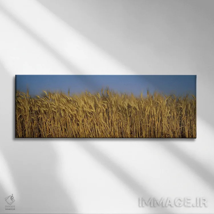 تابلو France,برداشت گندم (نمای نزدیک)، فرانسه اثر پانورامیک ایمجز (استودیو عکاسی عریض) - نمای روبهرو روی دیوار