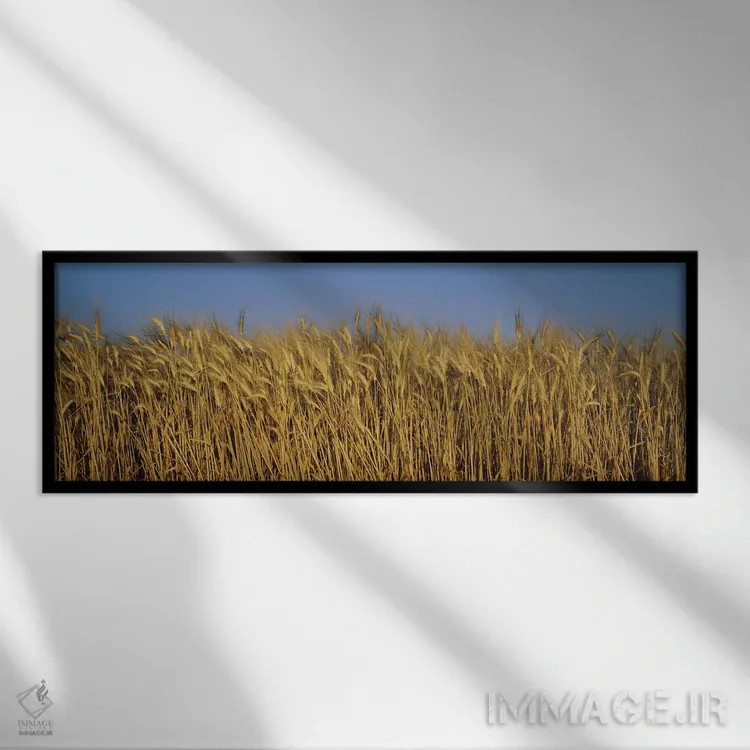 تابلو France,برداشت گندم (نمای نزدیک)، فرانسه اثر پانورامیک ایمجز (استودیو عکاسی عریض) - نمای قابدار مشکی