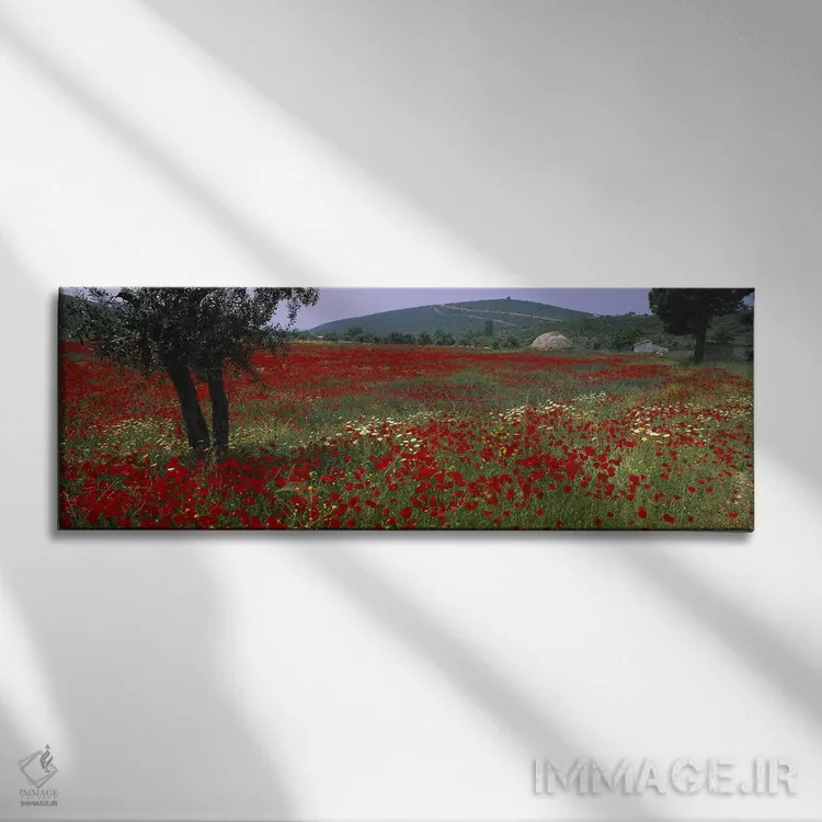 تابلو Turkey,مزرعه شقایقهای قرمز، ترکیه اثر پانورامیک ایمجز (استودیو عکاسی عریض) - نمای روبهرو روی دیوار