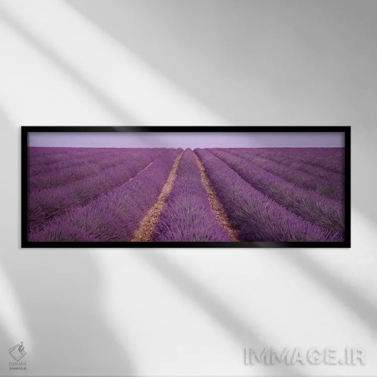 تابلو View of rows of blossoms in a field,فرانسه، نمای ردیفهای گل در مزرعه اثر پانورامیک ایمجز (استودیو عکاسی عریض) - نمای قابدار مشکی