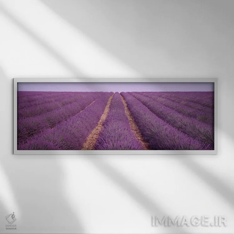 تابلو View of rows of blossoms in a field,فرانسه، نمای ردیفهای گل در مزرعه اثر پانورامیک ایمجز (استودیو عکاسی عریض) - نمای قابدار سفید