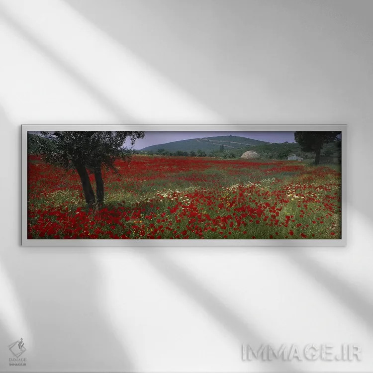 تابلو Turkey,مزرعه شقایقهای قرمز، ترکیه اثر پانورامیک ایمجز (استودیو عکاسی عریض) - نمای قابدار سفید