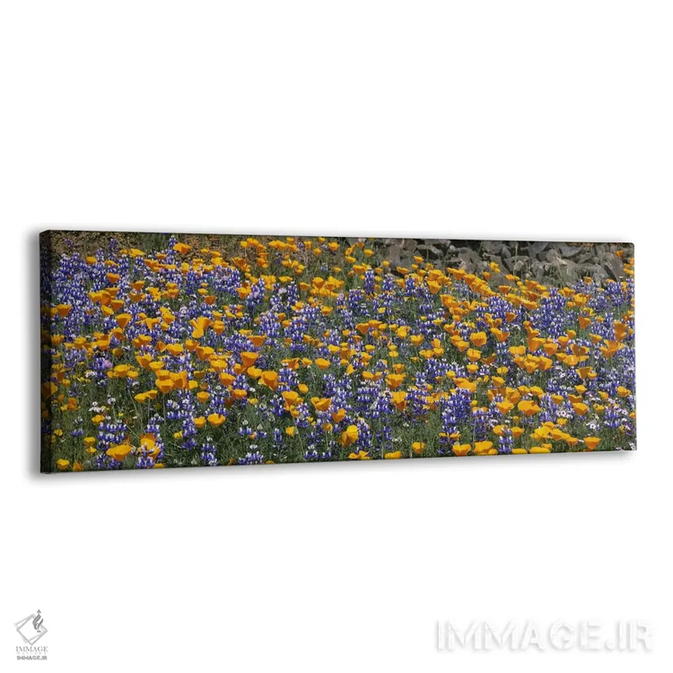 تابلو Table Mountain, California, USA,گل شقایق طلایی کالیفرنیا و لوپین بوتهای، تپه تیبل ماونتین، کالیفرنیا، ایالات متحده آمریکا اثر پانورامیک ایمجز (استودیو عکاسی عریض) - نمای پرسپکتیو محصول