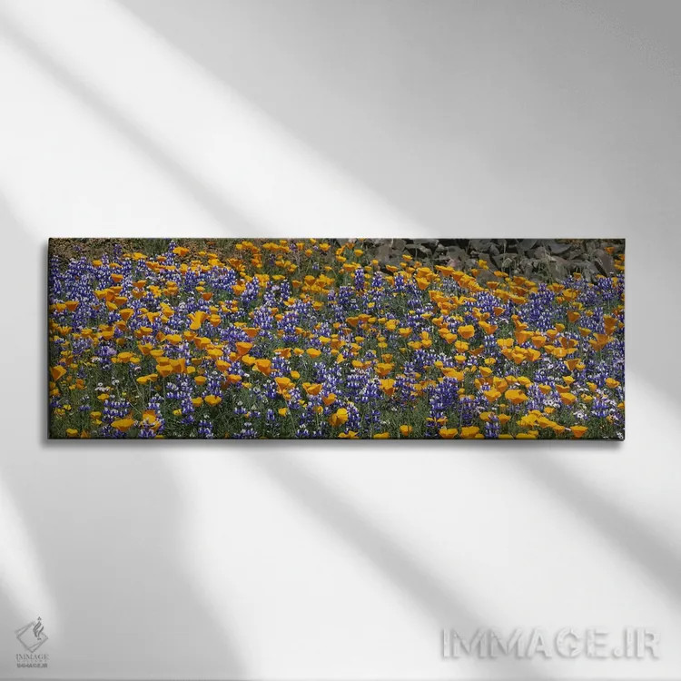 تابلو Table Mountain, California, USA,گل شقایق طلایی کالیفرنیا و لوپین بوتهای، تپه تیبل ماونتین، کالیفرنیا، ایالات متحده آمریکا اثر پانورامیک ایمجز (استودیو عکاسی عریض) - نمای روبهرو روی دیوار