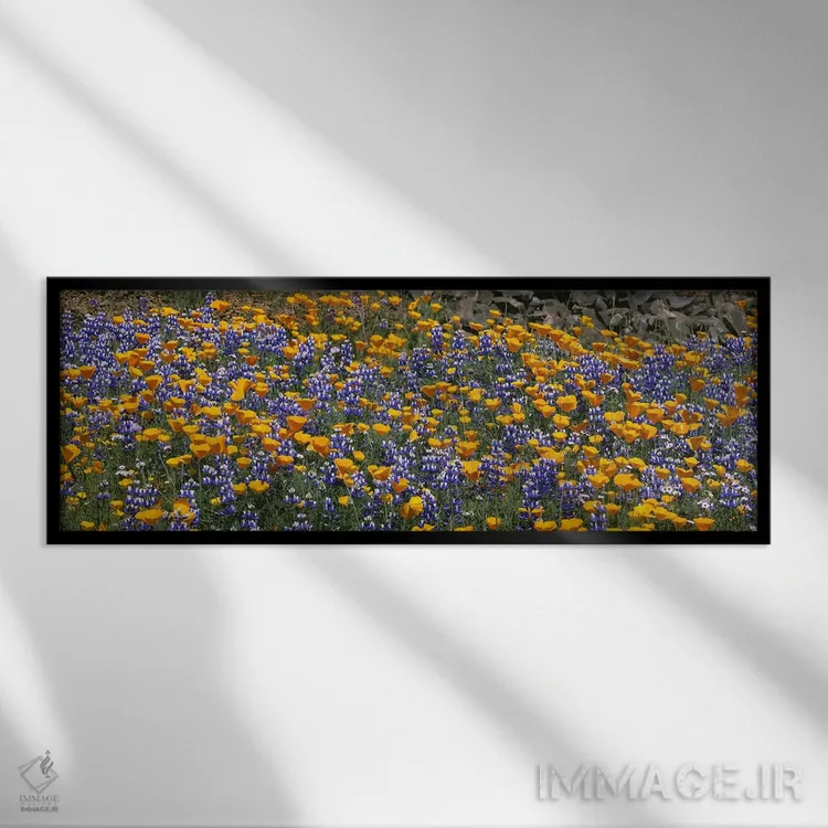 تابلو Table Mountain, California, USA,گل شقایق طلایی کالیفرنیا و لوپین بوتهای، تپه تیبل ماونتین، کالیفرنیا، ایالات متحده آمریکا اثر پانورامیک ایمجز (استودیو عکاسی عریض) - نمای قابدار مشکی