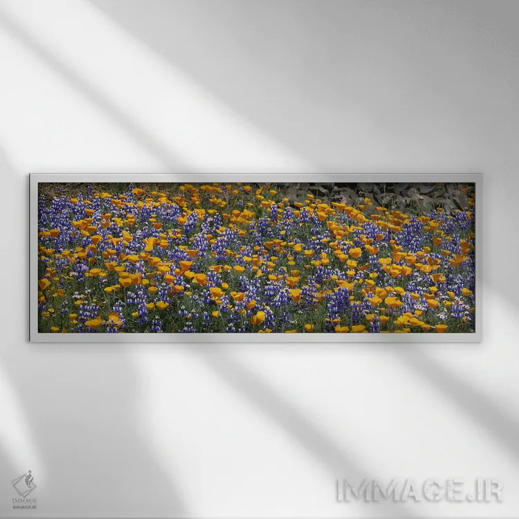 تابلو Table Mountain, California, USA,گل شقایق طلایی کالیفرنیا و لوپین بوتهای، تپه تیبل ماونتین، کالیفرنیا، ایالات متحده آمریکا اثر پانورامیک ایمجز (استودیو عکاسی عریض) - نمای قابدار سفید