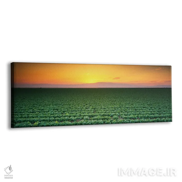 تابلو Fresno, San Joaquin Valley, California, USA,نمای بالا از مزرعه کاهو در غروب، فرزنو، دره سنخوآکین، کالیفرنیا، آمریکا اثر پانورامیک ایمجز (استودیو عکاسی عریض) - نمای پرسپکتیو محصول