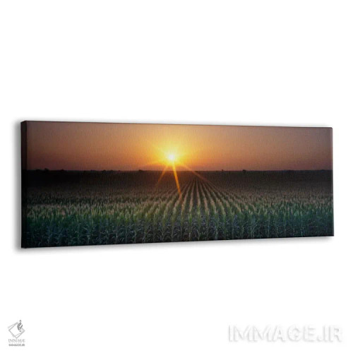 تابلو Crops, Farm, Sacramento, California, USA,طلوع آفتاب، محصولات کشاورزی، مزرعه، ساکرامنتو، کالیفرنیا، آمریکا اثر پانورامیک ایمجز (استودیو عکاسی عریض) - نمای پرسپکتیو محصول