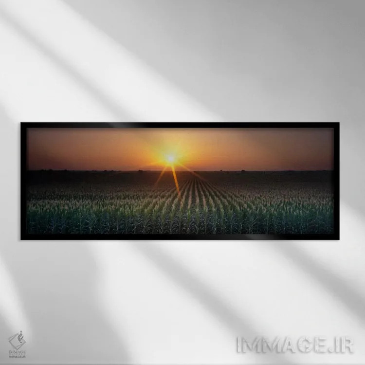 تابلو Crops, Farm, Sacramento, California, USA,طلوع آفتاب، محصولات کشاورزی، مزرعه، ساکرامنتو، کالیفرنیا، آمریکا اثر پانورامیک ایمجز (استودیو عکاسی عریض) - نمای قابدار مشکی