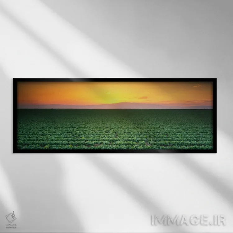 تابلو Fresno, San Joaquin Valley, California, USA,نمای بالا از مزرعه کاهو در غروب، فرزنو، دره سنخوآکین، کالیفرنیا، آمریکا اثر پانورامیک ایمجز (استودیو عکاسی عریض) - نمای قابدار مشکی