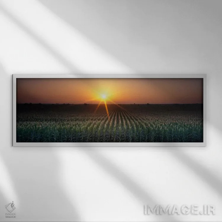 تابلو Crops, Farm, Sacramento, California, USA,طلوع آفتاب، محصولات کشاورزی، مزرعه، ساکرامنتو، کالیفرنیا، آمریکا اثر پانورامیک ایمجز (استودیو عکاسی عریض) - نمای قابدار سفید