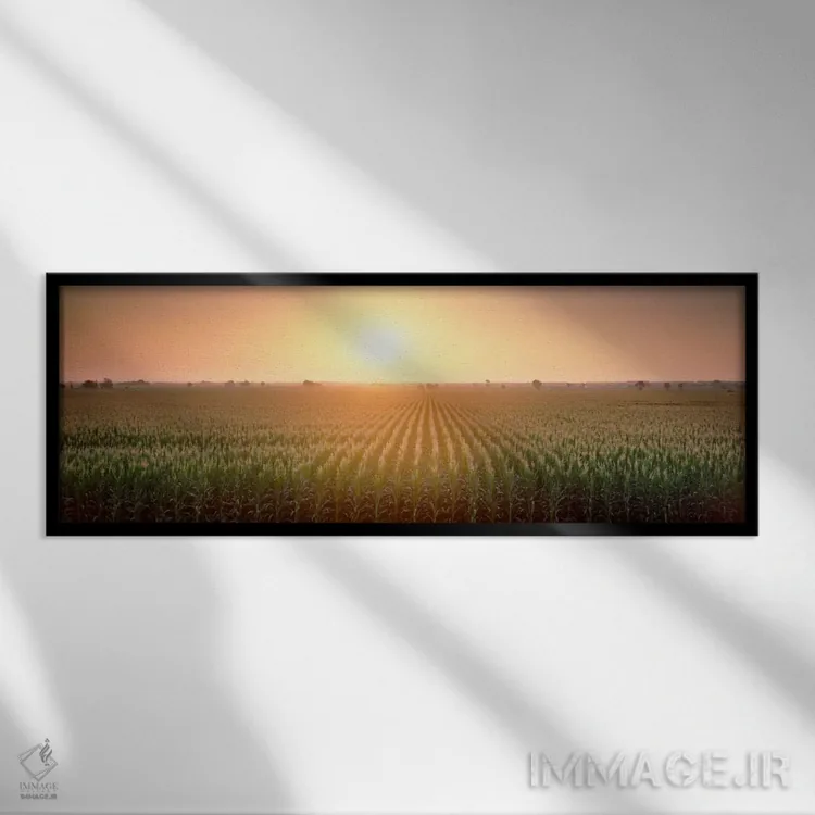 تابلو Sacramento County, California, USA,منظره مزرعه ذرت هنگام طلوع، شهرستان ساکرامنتو، کالیفرنیا، آمریکا اثر پانورامیک ایمجز (استودیو عکاسی عریض) - نمای قابدار مشکی
