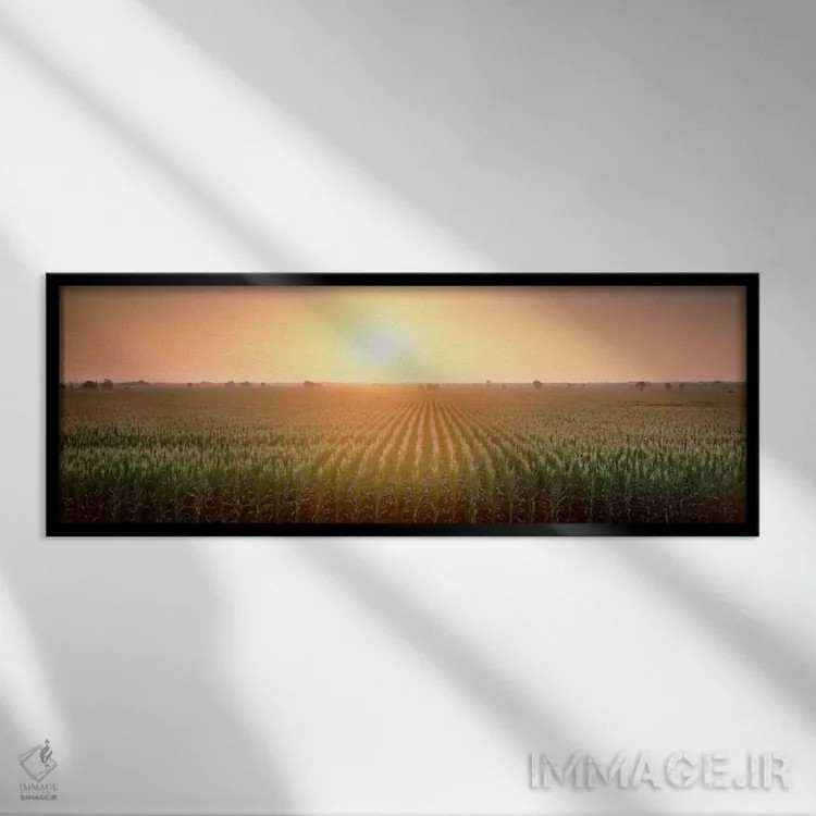 تابلو Sacramento County, California, USA,منظره مزرعه ذرت هنگام طلوع، شهرستان ساکرامنتو، کالیفرنیا، آمریکا اثر پانورامیک ایمجز (استودیو عکاسی عریض) - نمای قابدار مشکی