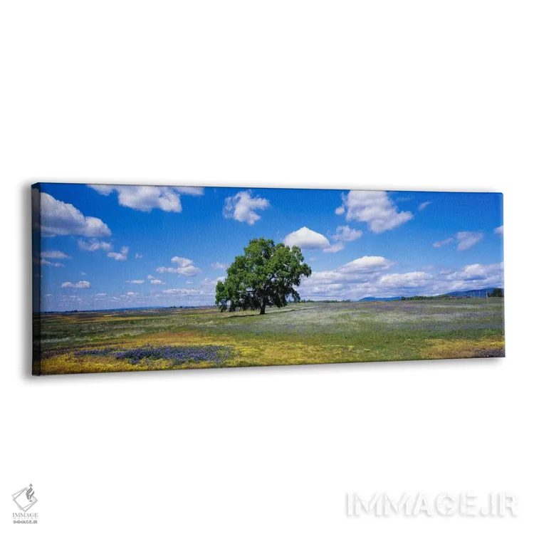 تابلو Table Mountain Plateaus, California, USA,درخت بلوط تنها در دشتی از گلهای وحشی، دشتهای کوه تیبل، کالیفرنیا، آمریکا اثر پانورامیک ایمجز (استودیو عکاسی عریض) - نمای پرسپکتیو محصول