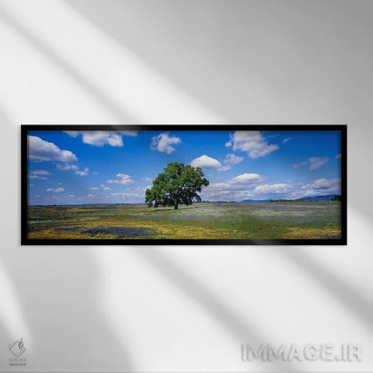 تابلو Table Mountain Plateaus, California, USA,درخت بلوط تنها در دشتی از گلهای وحشی، دشتهای کوه تیبل، کالیفرنیا، آمریکا اثر پانورامیک ایمجز (استودیو عکاسی عریض) - نمای قابدار مشکی