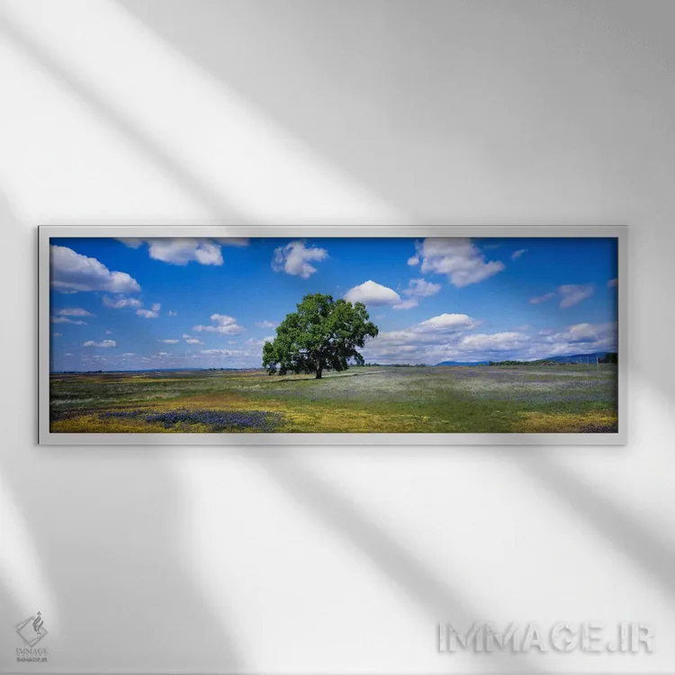 تابلو Table Mountain Plateaus, California, USA,درخت بلوط تنها در دشتی از گلهای وحشی، دشتهای کوه تیبل، کالیفرنیا، آمریکا اثر پانورامیک ایمجز (استودیو عکاسی عریض) - نمای قابدار سفید