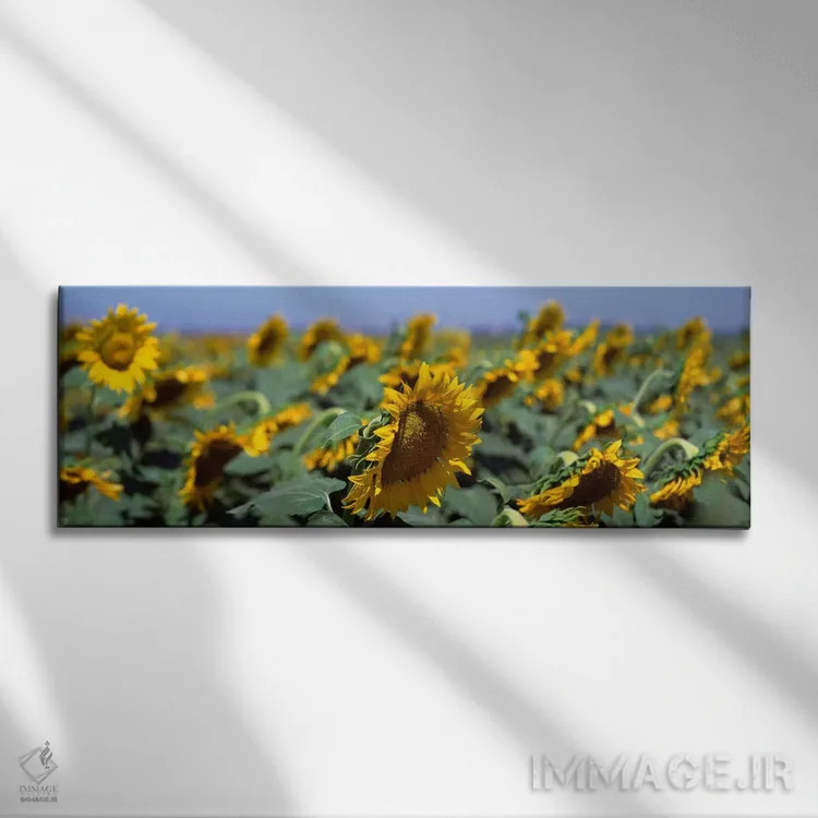 تابلو California, Central Valley, Field of sunflowers,آمریکا، کالیفرنیا، دره مرکزی، مزرعه آفتابگردان اثر پانورامیک ایمجز (استودیو عکاسی عریض) - نمای روبهرو روی دیوار