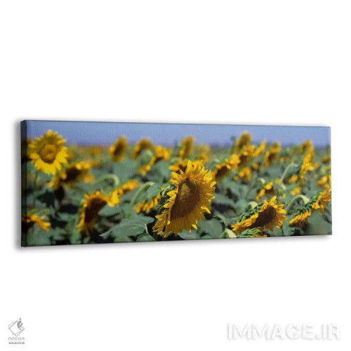 تابلو California, Central Valley, Field of sunflowers,آمریکا، کالیفرنیا، دره مرکزی، مزرعه آفتابگردان اثر پانورامیک ایمجز (استودیو عکاسی عریض) - نمای پرسپکتیو محصول