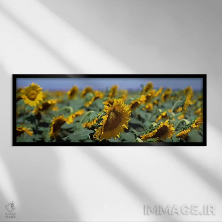 تابلو California, Central Valley, Field of sunflowers,آمریکا، کالیفرنیا، دره مرکزی، مزرعه آفتابگردان اثر پانورامیک ایمجز (استودیو عکاسی عریض) - نمای قابدار مشکی
