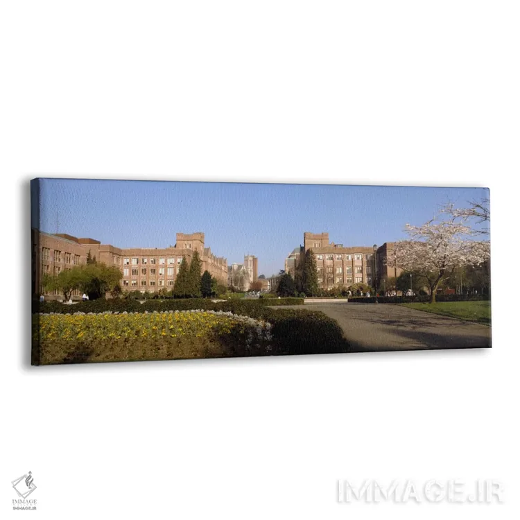 تابلو University of Washington, Seattle, King County, Washington State, USA,درختان در چمن دانشگاه، دانشگاه واشنگتن، سیاتل، شهرستان کینگ، ایالت واشنگتن، ایالات متحده آمریکا اثر پانورامیک ایمجز (استودیو عکاسی عریض) - نمای پرسپکتیو محصول