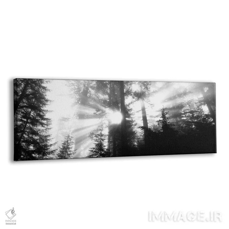تابلو Redwood National Park, California, USA,آفتاب مهآلود، پارک ملی ردوود، کالیفرنیا، آمریکا اثر پانورامیک ایمجز (استودیو عکاسی عریض) - نمای پرسپکتیو محصول