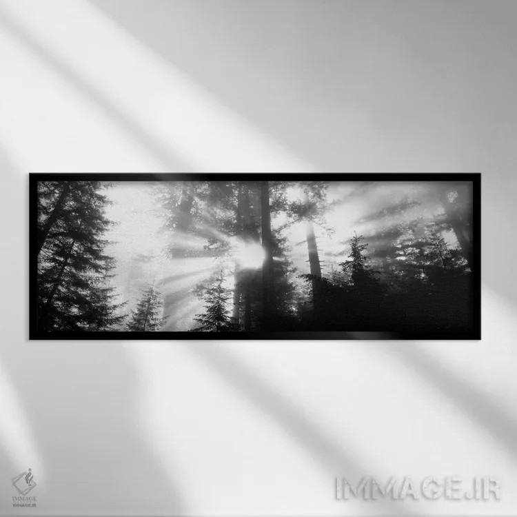 تابلو Redwood National Park, California, USA,آفتاب مهآلود، پارک ملی ردوود، کالیفرنیا، آمریکا اثر پانورامیک ایمجز (استودیو عکاسی عریض) - نمای قابدار مشکی