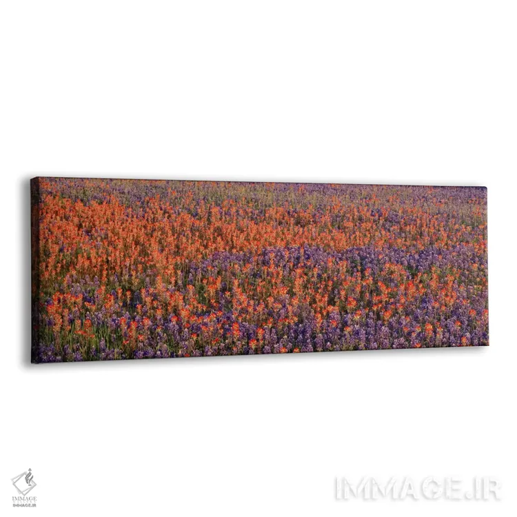 تابلو USA,گلهای بلو بانت و براش هندی در دشتی در تگزاس، آمریکا اثر پانورامیک ایمجز (استودیو عکاسی عریض) - نمای پرسپکتیو محصول