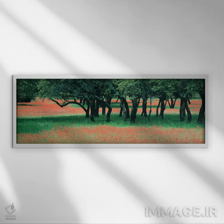 تابلو Texas Hill Co, Texas, USA,گلهای براش هندی و درختان بلوط پراکنده، شهرستان هیل تگزاس، آمریکا اثر پانورامیک ایمجز (استودیو عکاسی عریض) - نمای قابدار سفید