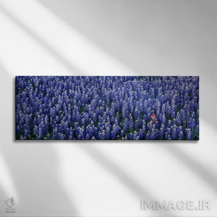 تابلو Hill county, Texas, USA,گلهای بلو بانت در دشتی در شهرستان هیل، تگزاس، آمریکا اثر پانورامیک ایمجز (استودیو عکاسی عریض) - نمای روبهرو روی دیوار