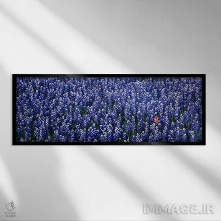تابلو Hill county, Texas, USA,گلهای بلو بانت در دشتی در شهرستان هیل، تگزاس، آمریکا اثر پانورامیک ایمجز (استودیو عکاسی عریض) - نمای قابدار مشکی