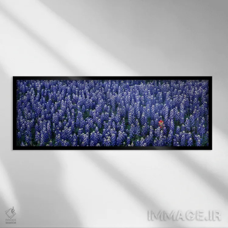 تابلو Hill county, Texas, USA,گلهای بلو بانت در دشتی در شهرستان هیل، تگزاس، آمریکا اثر پانورامیک ایمجز (استودیو عکاسی عریض) - نمای قابدار مشکی