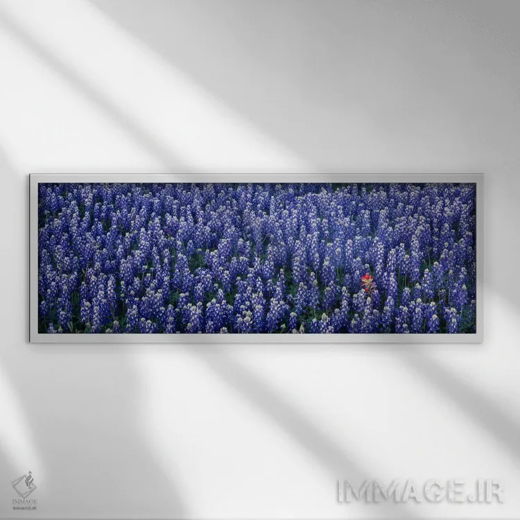 تابلو Hill county, Texas, USA,گلهای بلو بانت در دشتی در شهرستان هیل، تگزاس، آمریکا اثر پانورامیک ایمجز (استودیو عکاسی عریض) - نمای قابدار سفید