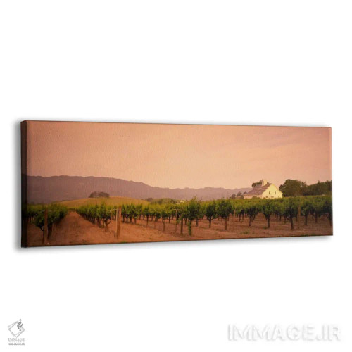 تابلو Napa Valley, California, USA,منظره تاکستان، دره ناپا، کالیفرنیا، آمریکا اثر پانورامیک ایمجز (استودیو عکاسی عریض) - نمای پرسپکتیو محصول