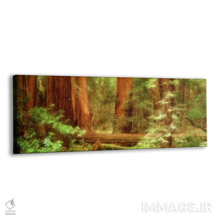 تابلو Muir Woods National Monument, Marin County, California, USA,درختان ردوود ساحلی، بنای ملی مویروودز، شهرستان مارین، کالیفرنیا، آمریکا اثر پانورامیک ایمجز (استودیو عکاسی عریض) - نمای پرسپکتیو محصول