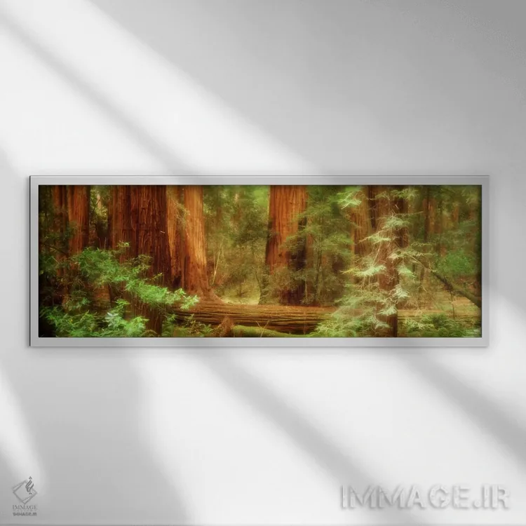 تابلو Muir Woods National Monument, Marin County, California, USA,درختان ردوود ساحلی، بنای ملی مویروودز، شهرستان مارین، کالیفرنیا، آمریکا اثر پانورامیک ایمجز (استودیو عکاسی عریض) - نمای قابدار سفید