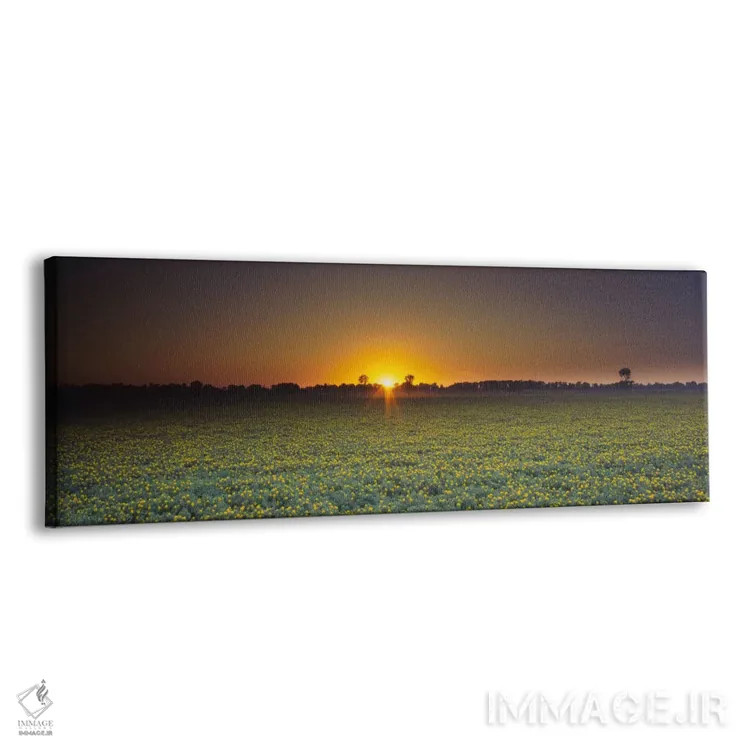 تابلو Sacramento, California, USA,مزرعه گلکاجیره در غروب، ساکرامنتو، کالیفرنیا، آمریکا اثر پانورامیک ایمجز (استودیو عکاسی عریض) - نمای پرسپکتیو محصول