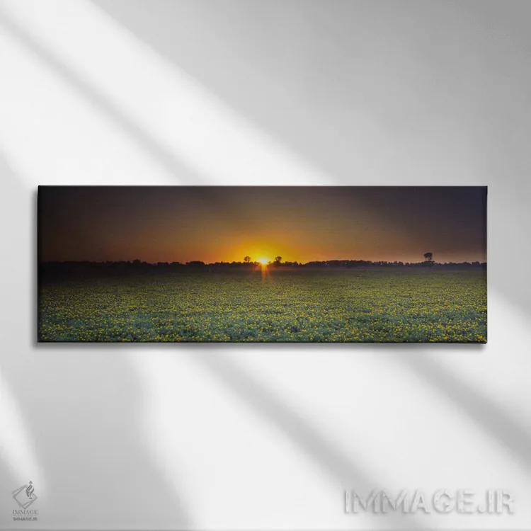 تابلو Sacramento, California, USA,مزرعه گلکاجیره در غروب، ساکرامنتو، کالیفرنیا، آمریکا اثر پانورامیک ایمجز (استودیو عکاسی عریض) - نمای روبهرو روی دیوار