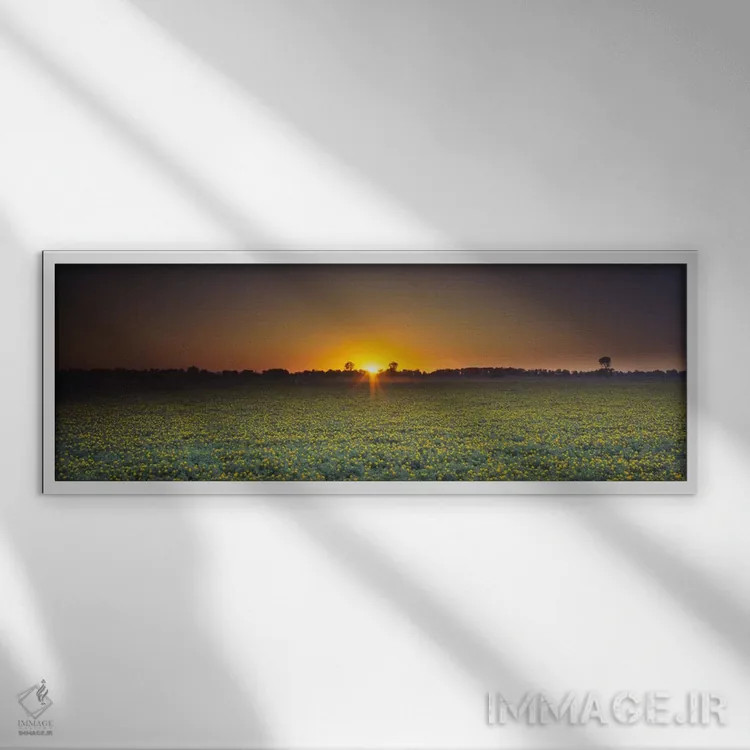 تابلو Sacramento, California, USA,مزرعه گلکاجیره در غروب، ساکرامنتو، کالیفرنیا، آمریکا اثر پانورامیک ایمجز (استودیو عکاسی عریض) - نمای قابدار سفید