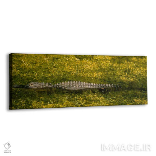 تابلو Tamiami, Ochopee, Florida, USA,تمساح در کانال، منطقه حفاظتشده بیگ سایپرس، تامیامی، اوچوپی، فلوریدا، آمریکا اثر پانورامیک ایمجز (استودیو عکاسی عریض) - نمای پرسپکتیو محصول